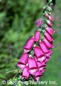 Digitalis purpurea                                